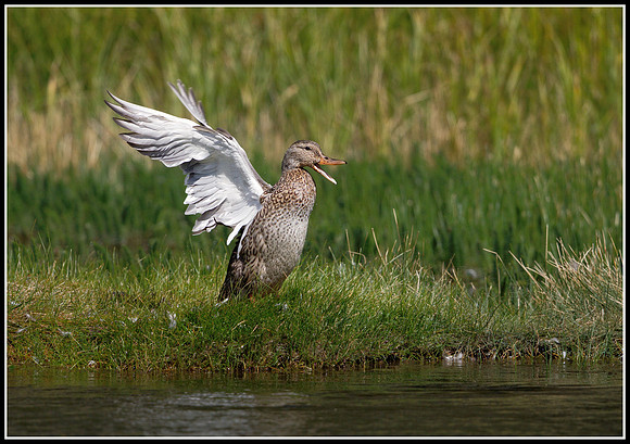 Duck - Madison River