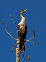 Cormorant