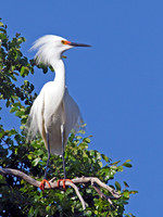 Snowy Egret