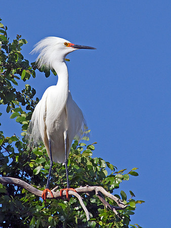 Snowy Egret