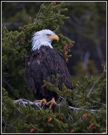 Bald Eagle - Madison River