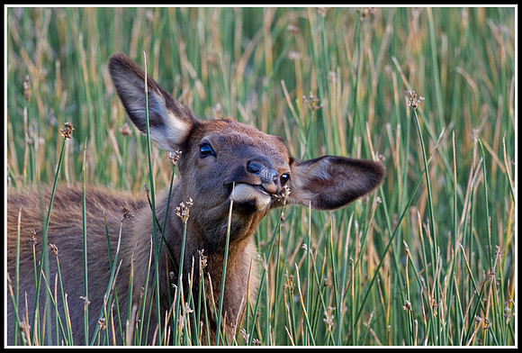 Elk Calf - Madison River
