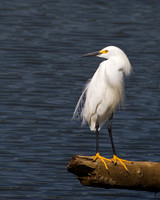 Snowy Egret