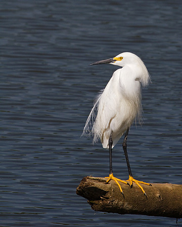Snowy Egret