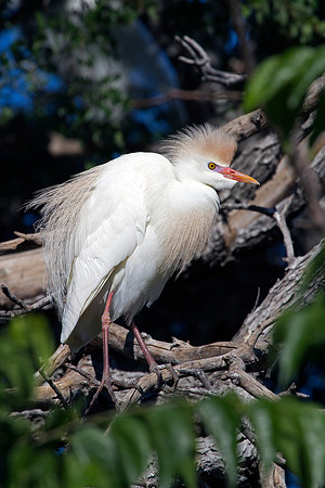Cattle Egret